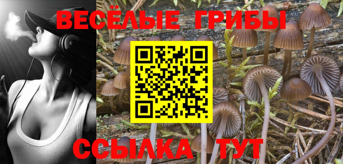 Галлюциногенные грибы Cubensis Россия